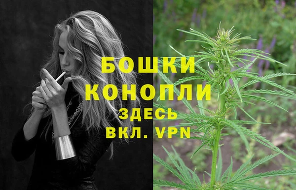 индика Новодвинск